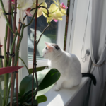 marketing coaching Morisset